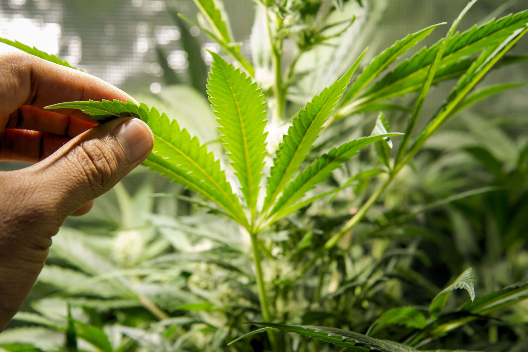 CANNABIS PLANT